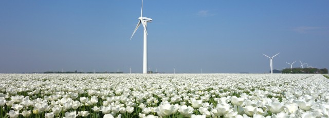 Flevoland windmolen.jpg