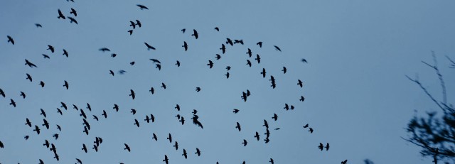 Vogels in de lucht